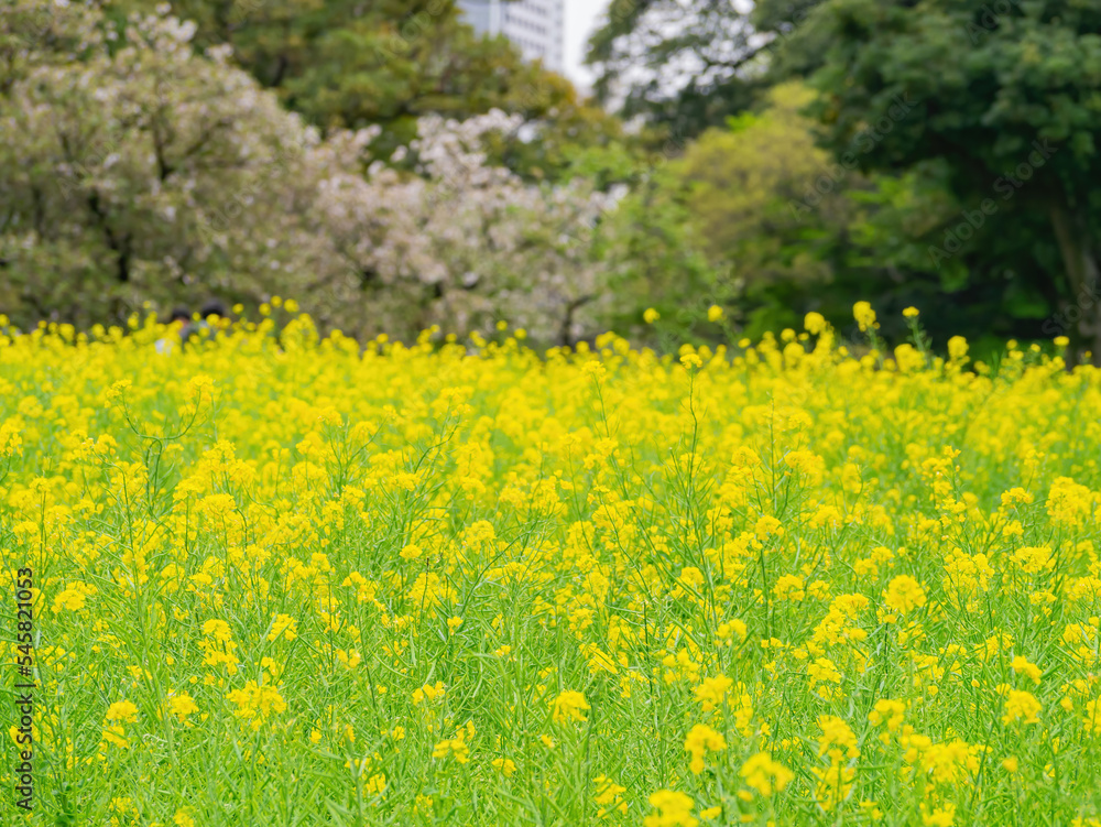 Obraz premium Overcast view of the rape flower blossom