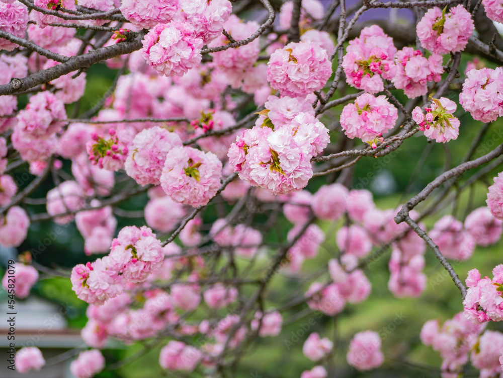 Close up shot of Fuji cherry blossom Close up shot of Fuji cherry blossom