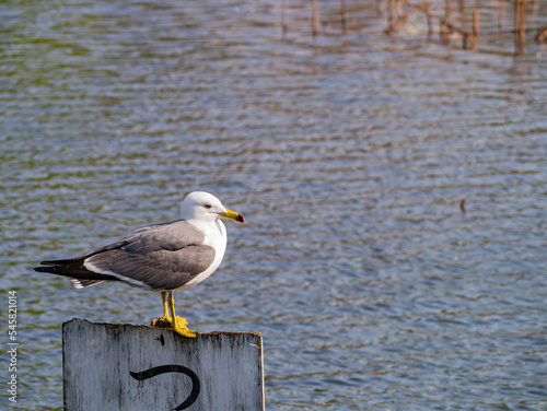 Close up shot of Seagull © Kit Leong