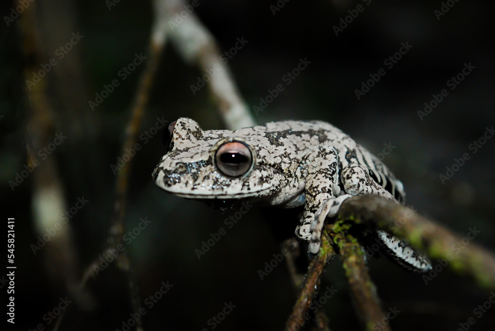 Fototapeta premium frog / sapo / perereca