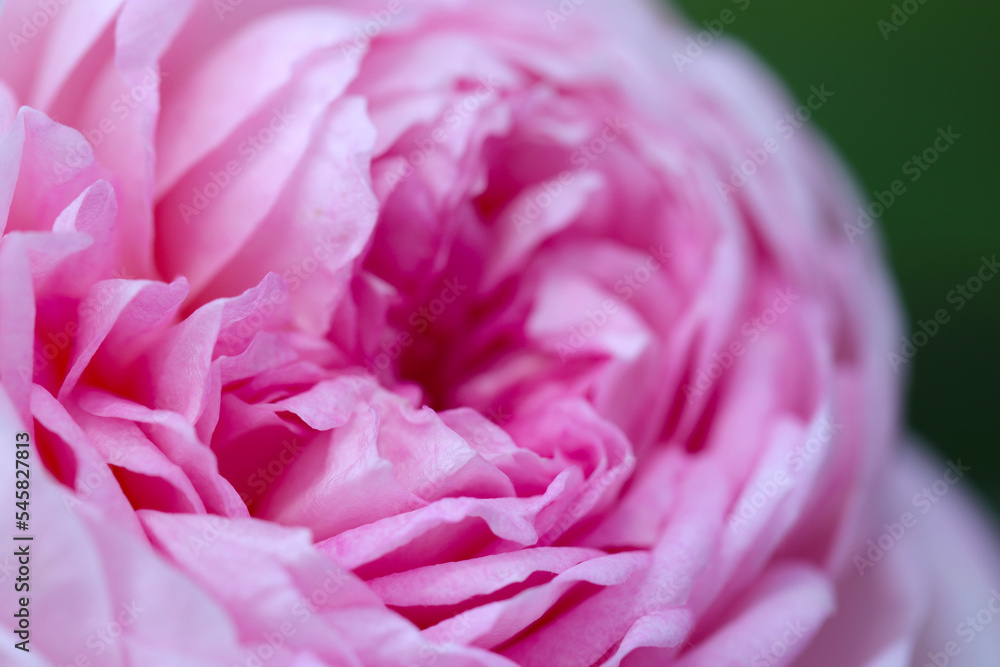 Macro close-up photograph of a plump and pretty rose flower petal with a beautiful pale pastel pink gradation.