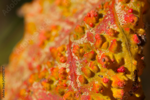 Grotesque warty yellow and red leaves of the Sumac tree (Nurude), which can be covered, like the lacquer tree. Macro close-up photograph.