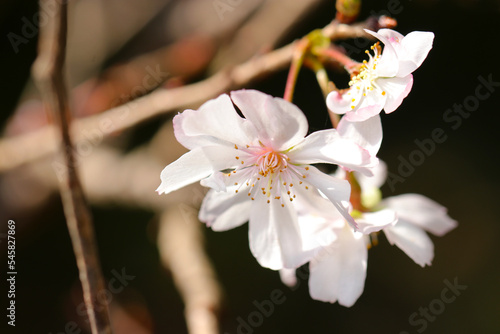 Canvas Print Pretty flower branch of Rosebud cherry 'Autumnalis' (Jugatsuzakura)