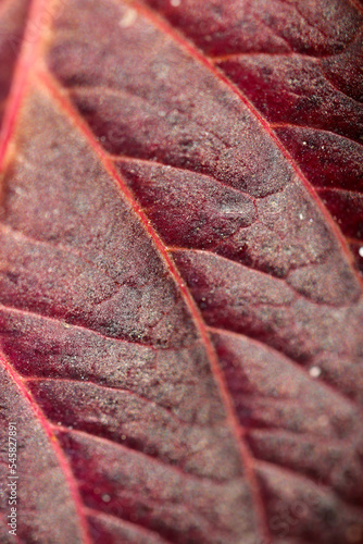 Close up macro photograph of the Akakuki-mizuki (Red Osier Dogwood) leaf vein. photo