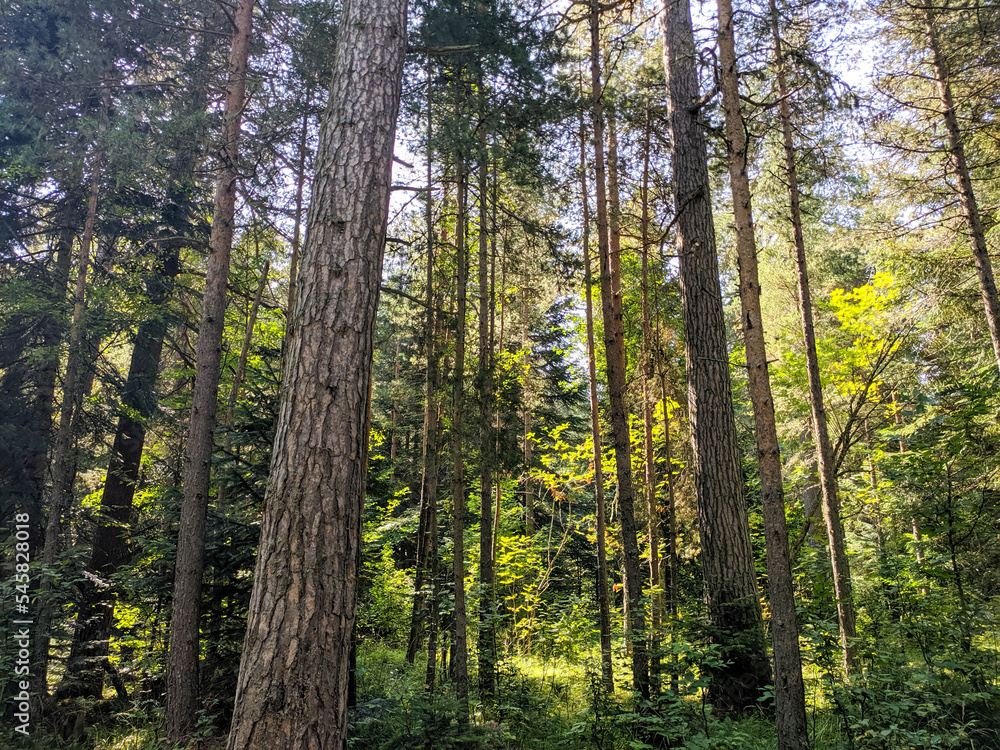 Beautiful coniferous forest in Arkhyz village. Teberdinsky natural reserve. Arkhyz, Karachay-Cherkessia, Russia Beautiful coniferous forest in Arkhyz village. Teberdinsky natural reserve. Arkhyz, Karachay-Cherkessia, Russia