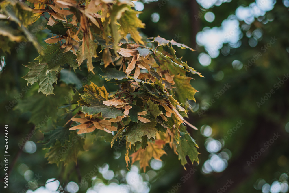 Canadian maple branches with leaves and seeds. Canadian maple branches with leaves and seeds.