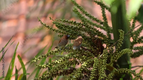 Bondol jawa, pipit bondol, piit bondol, emprit bondol, Lonchura leucogastroides, Javan Munia photo