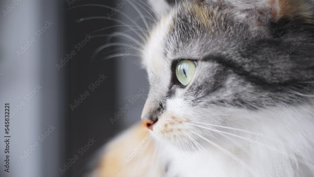 Closeup of Long-Haired Calico cat looking out the window, dolly in, day Closeup of Long-Haired Calico cat looking out the window, dolly in, day