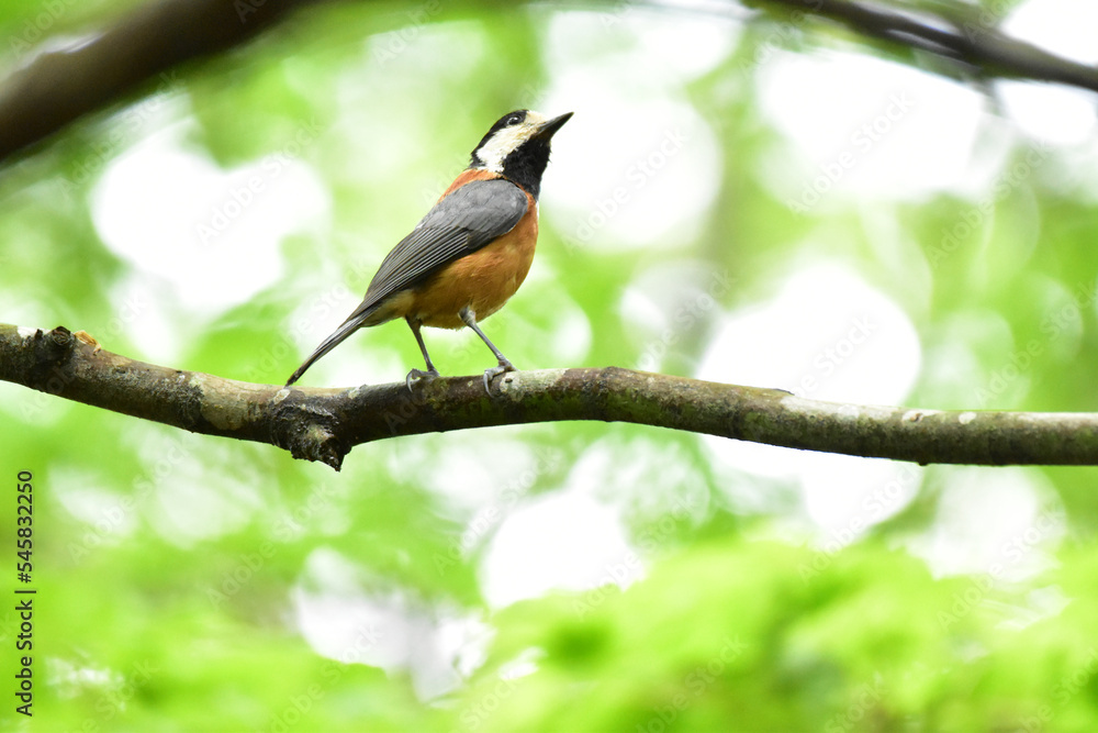 上を向く春の森のヤマガラ