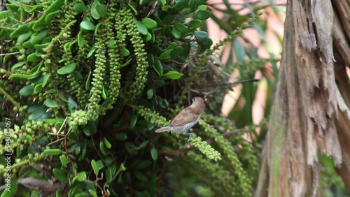 Bondol jawa, pipit bondol, piit bondol, emprit bondol, Lonchura leucogastroides, Javan Munia photo