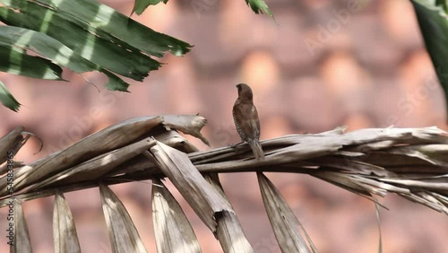 Bondol jawa, pipit bondol, piit bondol, emprit bondol, Lonchura leucogastroides, Javan Munia photo