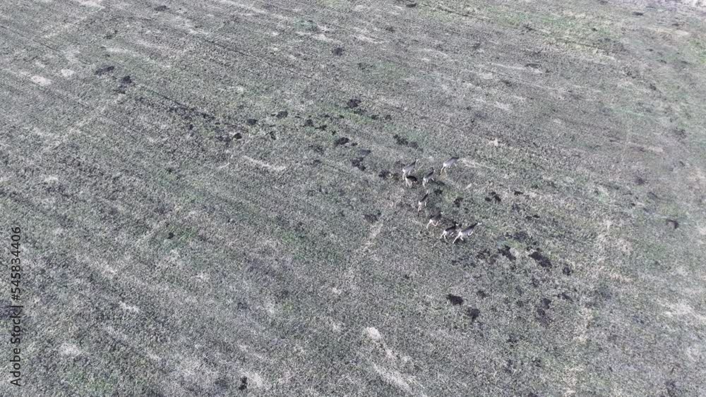 Aerial Deer herd grazing farm alfalfa field early . Herd of wildlife, deer enter farm field to