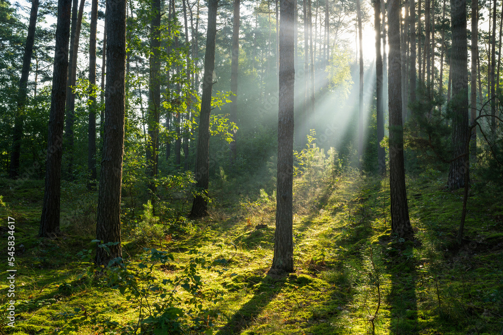 Obraz premium Beautiful sunny morning in green forest