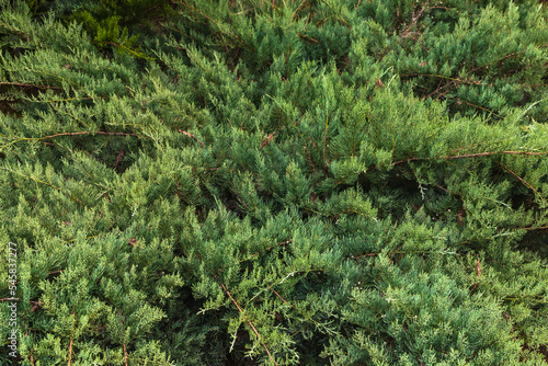 Background of coniferous branches. Christmas green background of coniferous plants. Selective focus.