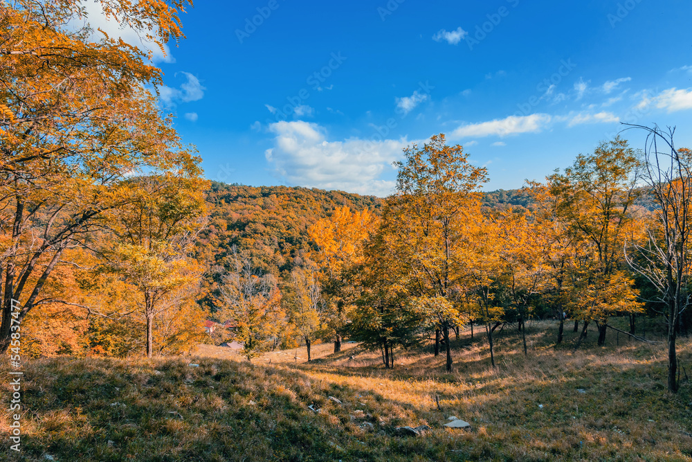 Beautiful bright forest under a blue cloudy sky in the mountains. Trees covered with yellow foliage in a deciduous forest on a sunny day. The yellow-red forest is illuminated by sunlight in autumn.