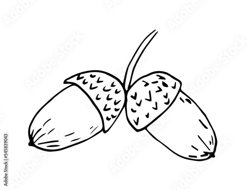 Simple hand drawn vector illustration black outline. Two acorns isolated on white background. Autumn oak seeds. Ink sketch.