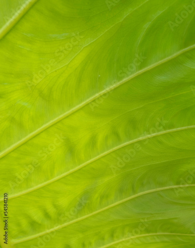 Macro shot green leaf texture