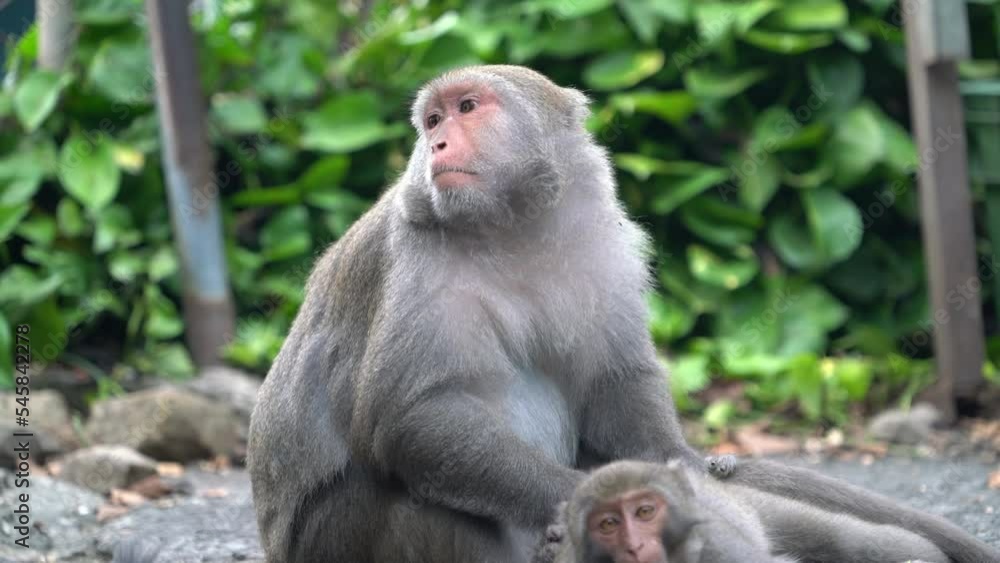 Formosan macaque, Formosan rock monkey also named Taiwanese macaque in the wild. Formosan macaque, Formosan rock monkey also named Taiwanese macaque in the wild.