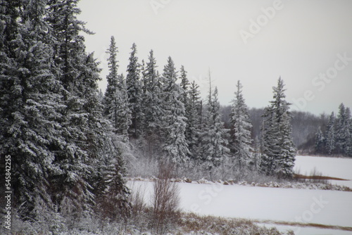 winter forest in the snow, Elk Island National Park, Alberta