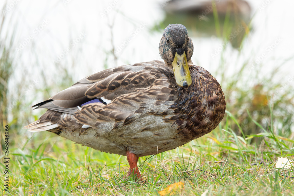 Male and female mallard duck swimming on a pond with green water while looking for food Male and female mallard duck swimming on a pond with green water while looking for food