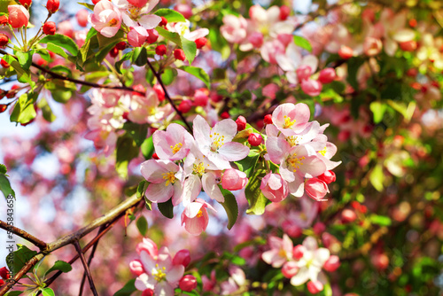 Blooming pink white flowers on apple tree branches close up  red cherry flowers blossom  beautiful sakura garden  spring orchard in bloom  green leaves soft blurred background  summer sunny day nature