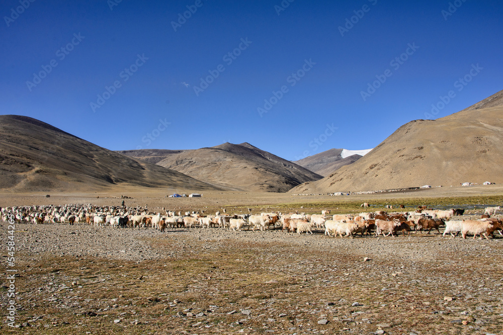 Goats at the Rajungkaru nomad encampment en route to Tso Moriri, Ladakh, India Goats at the Rajungkaru nomad encampment en route to Tso Moriri, Ladakh, India
