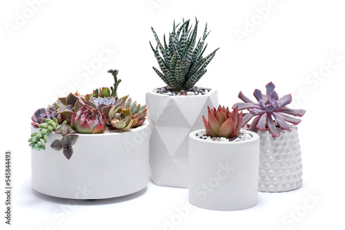 pots with groups of houseplants on white background - Echeveria and Pachyveria opalina Succulents