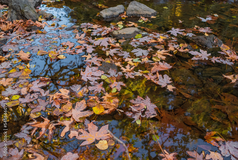 Orange fallen maple leaves on the water. Autumn natural background. Autumn atmosphere image in fall season Orange fallen maple leaves on the water. Autumn natural background. Autumn atmosphere image in fall season