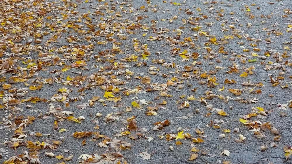 Anonymous Person Walking On Yellow Autumn Leaves On Ground Anonymous Person Walking On Yellow Autumn Leaves On Ground