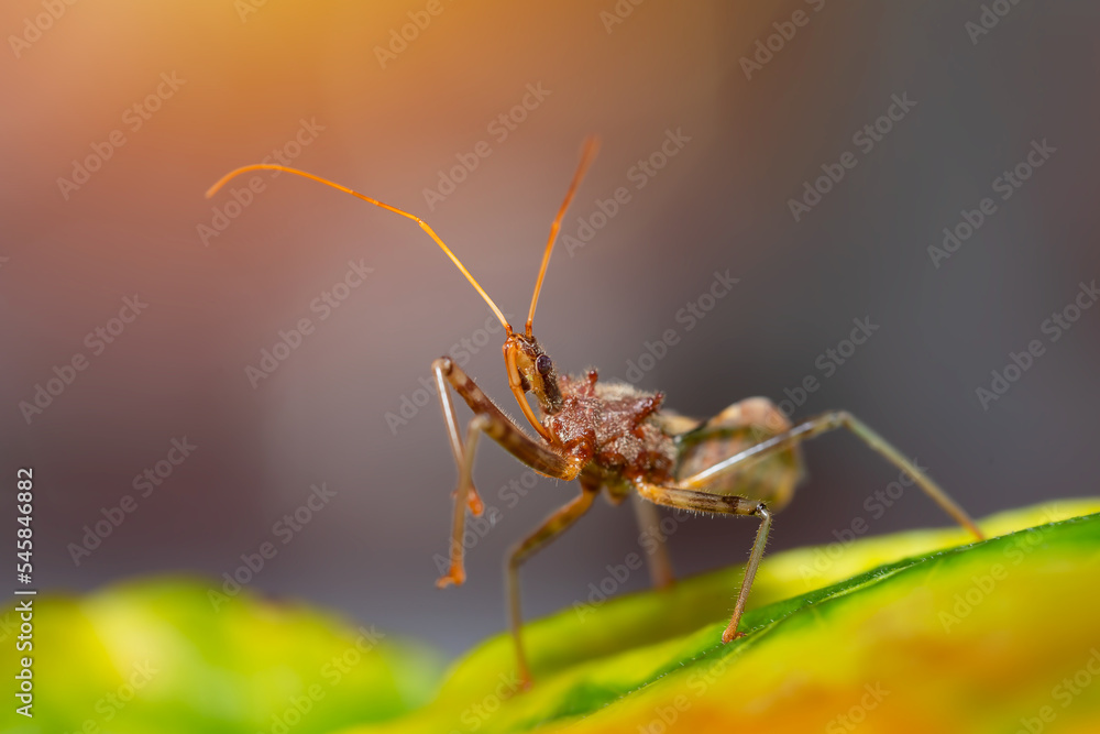 Fototapeta premium Extreme closeup of a large ant in a display dance in filtered bright daylight with a blurred background for effect.