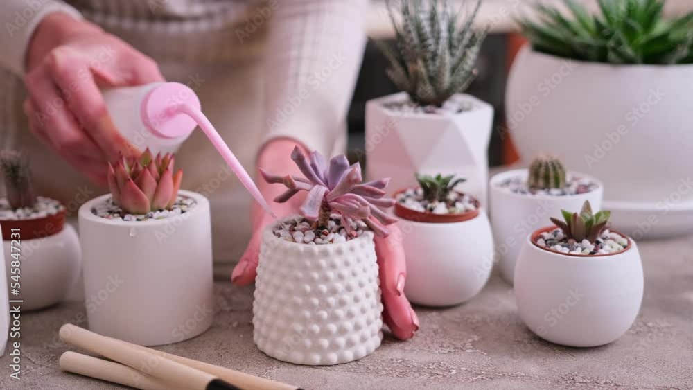 Woman watering house succulent plants - Echeveria, Pachyveria, Havorthia Woman watering house succulent plants - Echeveria, Pachyveria, Havorthia