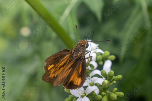 Wallengrenia otho, moth butterfly, brown moth butterfly photo