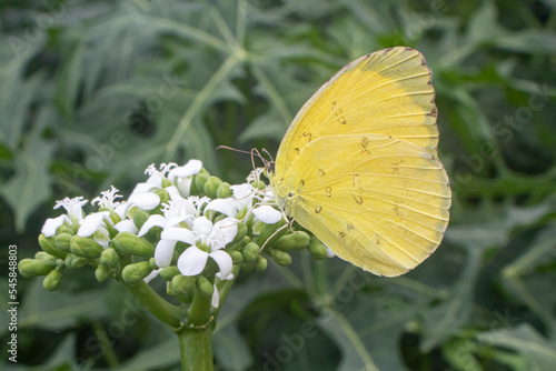 yellow butterfly, White, brown Butterfly perched on a blooming flower sucking nectar  © FawwazMedia
