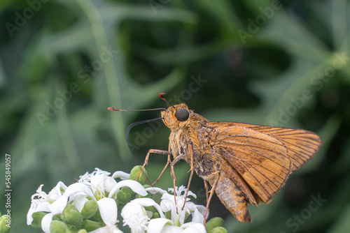 Wallengrenia otho, moth butterfly, brown moth butterfly photo