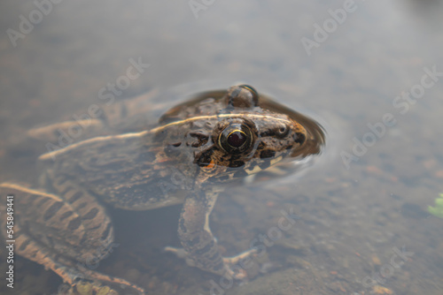 Paddy field frog, Fejervarya cancrivora, green frog, marsh frog, rice-field frog or crab-eating frog soaking in water