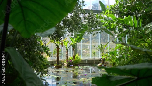 lush tropical plants, palms and flowers inside a glass greenhouse, conservatory with exotic plants in Asia, jungle vegetation in orangery photo