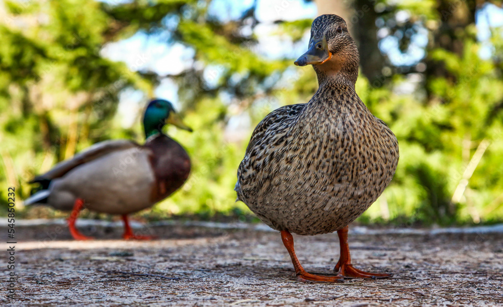 Female duck looking into the camera and male duck at background Female duck looking into the camera and male duck at background