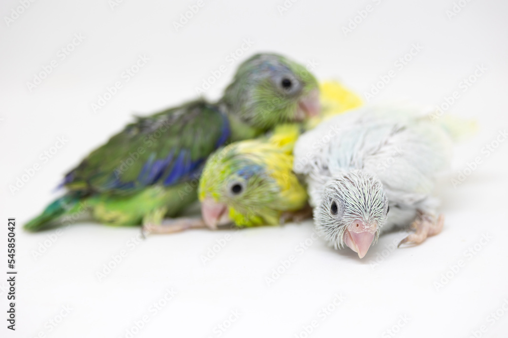 Naklejka premium Selective focus of forpus parrotlet newborn bird studio shot on white background