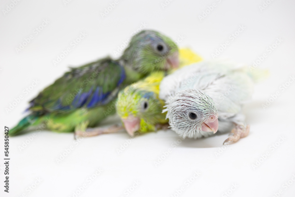 Naklejka premium Selective focus of forpus parrotlet newborn bird studio shot on white background