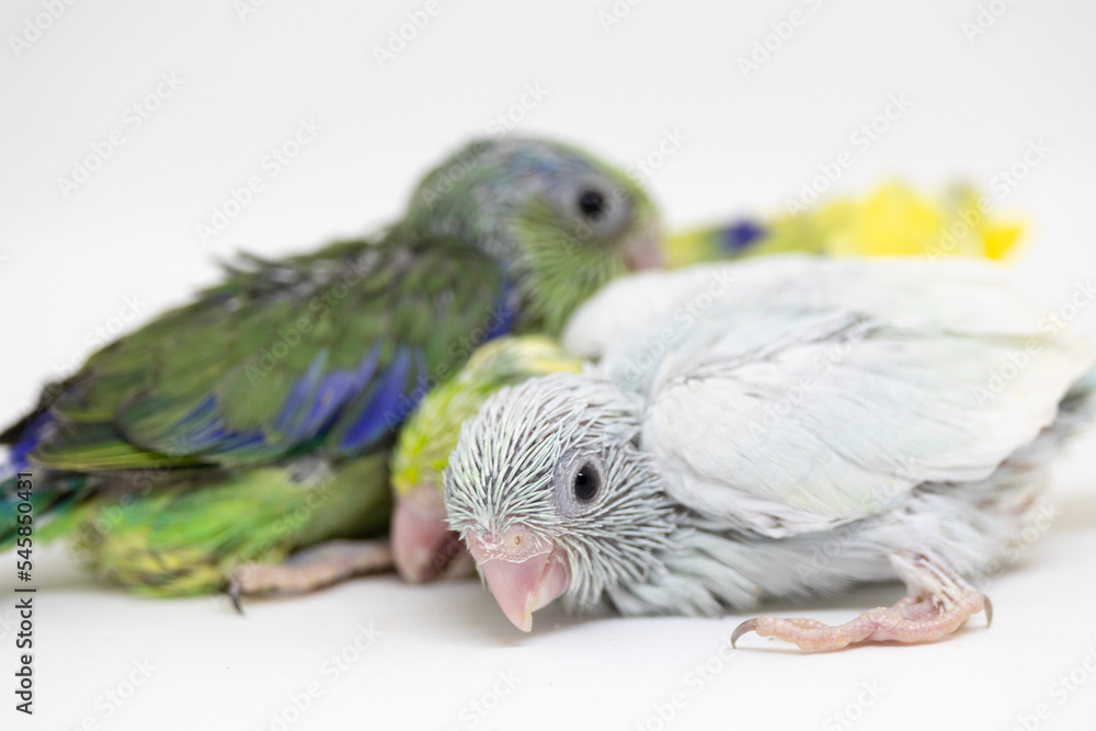 Obraz premium Selective focus of forpus parrotlet newborn bird studio shot on white background