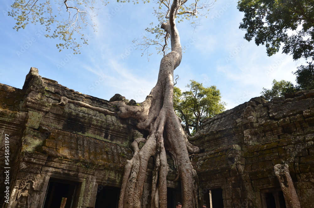 Angkor Wat Cambodia ruin historic khmer temple Tree Roots lost Culture