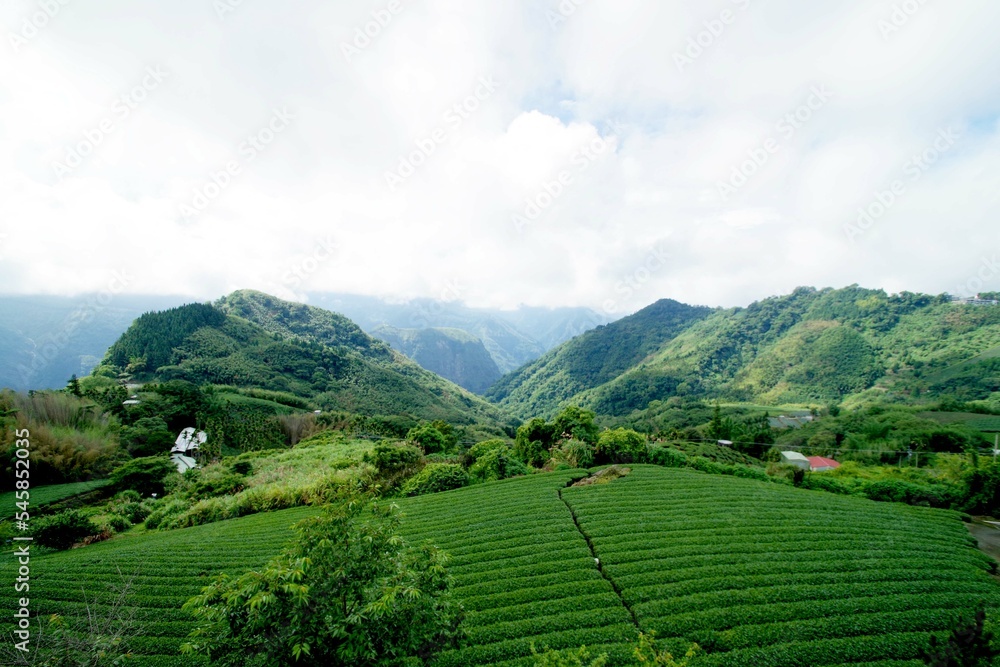 台湾　阿里山山脈と茶畑の風景
