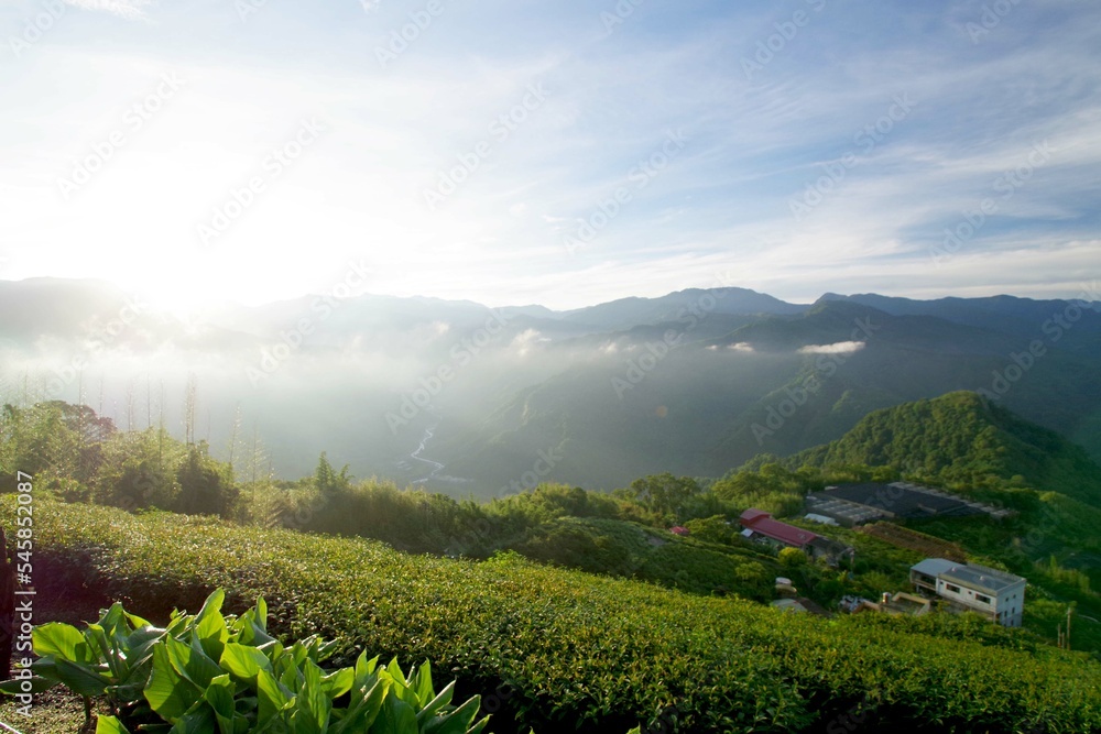 台湾　阿里山山脈と茶畑の風景　日の出
