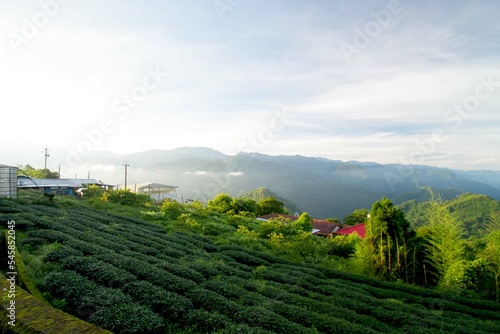 台湾　阿里山山脈と茶畑の風景　日の出
