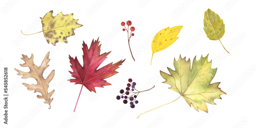 Set Autumn yellow leaves maple, oak, poplar and berries watercolor isolated on white. Hand drawn illustration for design