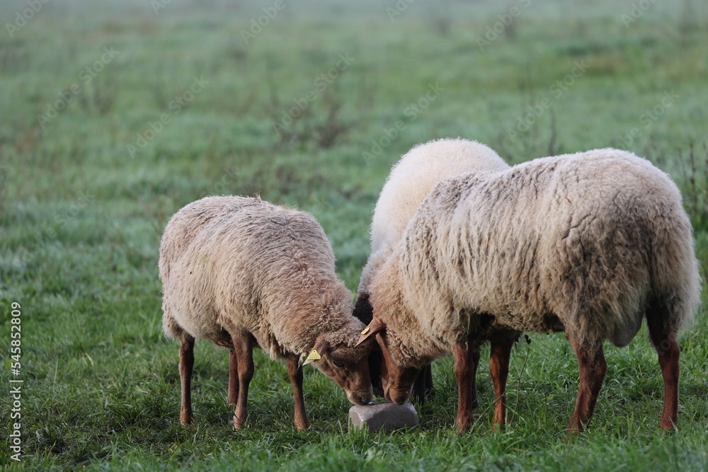 three sheep licking salt on a meadow with green grass three sheep licking salt on a meadow with green grass