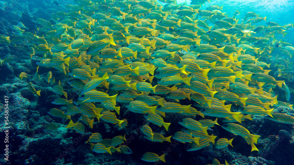 A school of lucian over a coral reef. Marine Aquarium