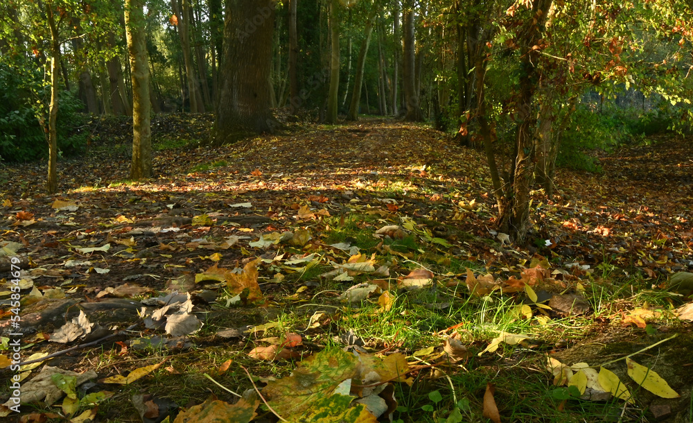 Beautiful carpet of dead leaves Beautiful carpet of dead leaves