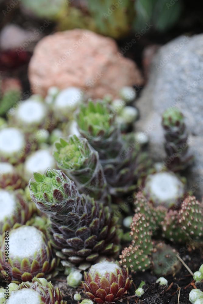 Sempervivum arachnoideum rojnik pajęczynowaty Sempervivum arachnoideum rojnik pajęczynowaty