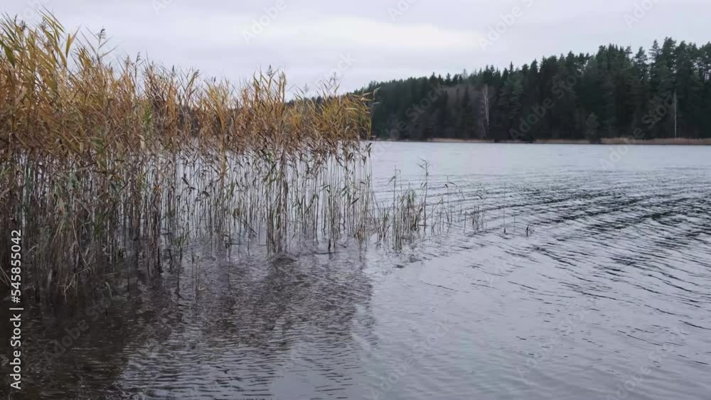 forest lake landscape with dry reeds near the shore, pan camera movement
